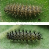 mel triv fascelis larva45hib volg1